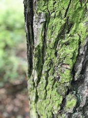 Beautiful trees in the park