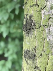 Beautiful trees in the park
