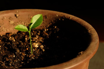 新芽　植木鉢　文旦