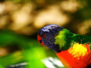 Loriquet