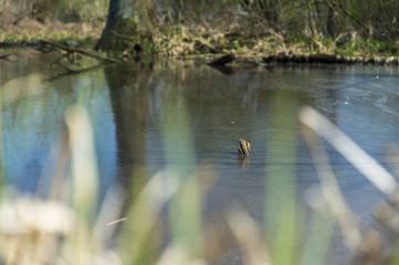 Ast im See