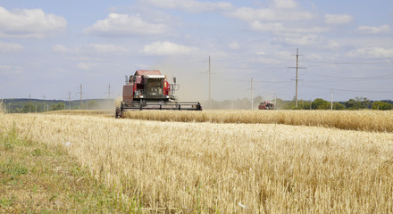 Fototapeta na wymiar Harvester collects wheat