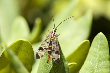 Skorpionsfliege