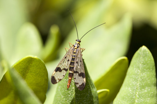 Skorpionsfliege