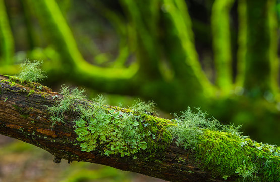 Feuchtbiotop Wald Moos und Flechten auf faulem Holz im Wald - Humid biotope forest moss and lichens on rotten wood in the forest
