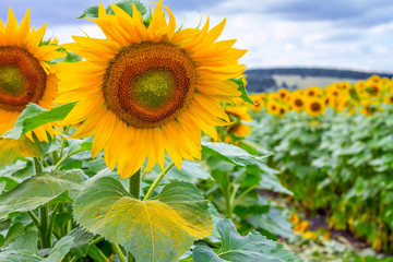 Summertime landscape - blooming sunflowers against the blue sky background