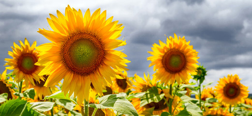 Obraz premium Summer web banner or backgrounds with flowers of sunflower