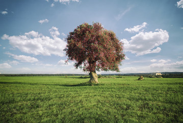 Single tree in green field