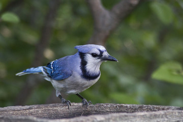 Blue Jay