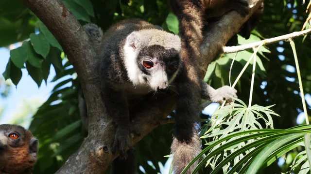 Mongoose lemur receives banana on tree, Comoros