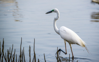 Heron with catch in breeding season