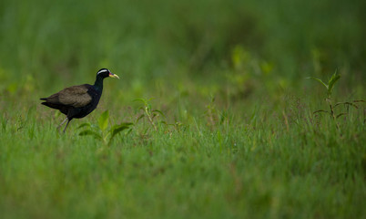 Bronze winged Jacana