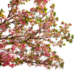 Big cherry blossom tree in japanese park of Japan. Beautiful pink Sakura flower isolated on white background and copy space. Hanami concept, spring, relaxation.