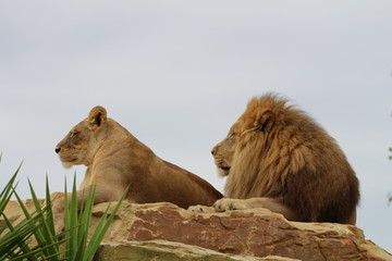 Fototapeta premium Lions