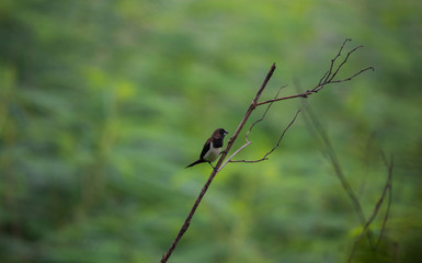 White-rumped munia bird
