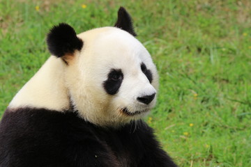 Naklejka premium Panda