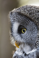 Owl Closeup