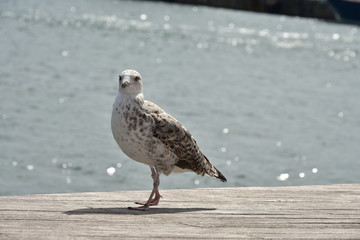 giovane gabbiano al porto di Barcellona