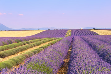 Fototapeta na wymiar Plateau Valensole, Provence: lavender field