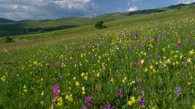 Fresh green meadows and blooming flowers. Camera moving through alpine meadow with colorful flowers. Montenegro, Durmitor national park