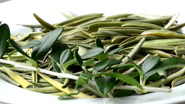 Olivenbl&auml;tter, traditionelles Heilmittel zur Blutdrucksenkung, Bl&auml;tter auf einem Drehteller