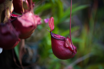 Nepenthes, Tropical pitcher plants and monkey cups It is a wonderful and beautiful plant.