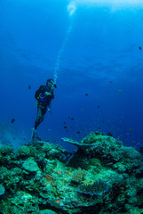 Young diver with coral reef beautiful underwater world.