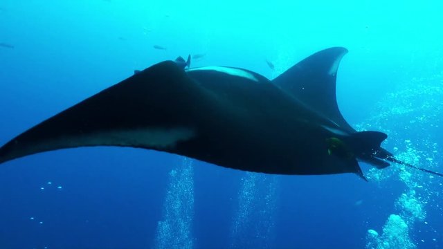 Scuba diver watches Manta ray swim in open ocean, POV