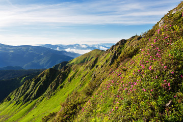Carpathian Rhododendron at the time of flowering.