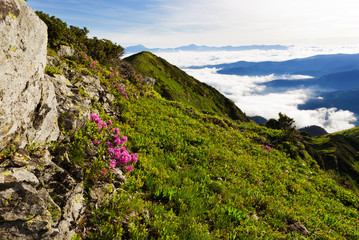 Carpathian Rhododendron at the time of flowering.