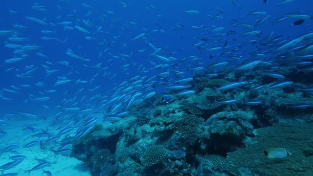 School of small fish in Indian Ocean, POV
