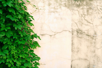 Leaves Against Wall