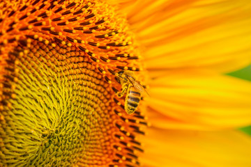 Blooming sunflower and pollinating him honey bee close-up