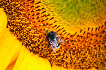 Blooming sunflower and pollinating him bumblebee close-up
