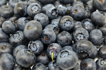 Tasty blueberries isolated