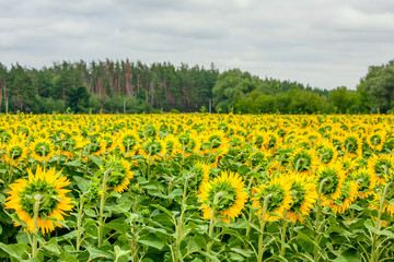Obraz premium Summertime landscape - blooming sunflowers from the back against the blue sky and forest background