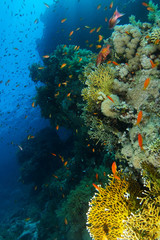Naklejka na ściany i meble School of sea goldie swim near the coral wall in Ras Mohammed natioanal park