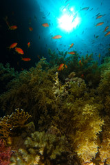 Fototapeta na wymiar School of sea goldie swim over the green soft corall in Ras Mohammed natioanal park