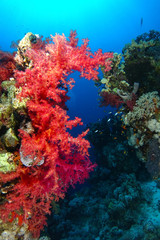 Fototapeta na wymiar Red soft coral over the coral garden in Ras Mohammed national park