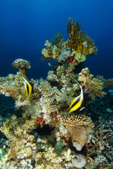 Fototapeta na wymiar Couple of pennant fish swim over the coral garden