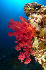Fototapeta na wymiar Red soft coral over the reef in dramatic light
