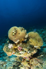 Fototapeta premium Brain coral inside the coral garden