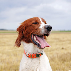 irish red and white setter portrait