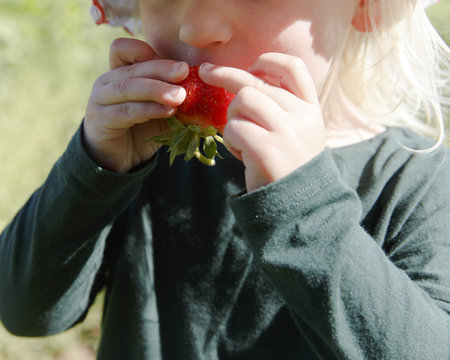 USA, Dresden, Maine. A two year old girl eats a strawberry she just picked herself. This time of year farmers often let people pick their own strawberries.