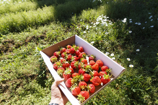USA, Dresden, Maine, A box with self picked strawberries. This time of year farmers often let people pick their own strawberries.