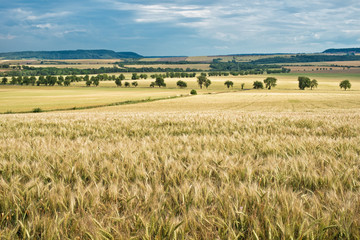 Fototapeta na wymiar Summer Landscape with Wheat Field Before Sundown.