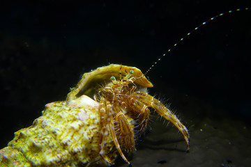 Macro hermit crab over the black sponge in Bodrum Mugla