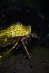 Vertical macro hermit crab over the black sponge in Bodrum Mugla