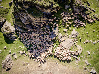 Herd of sheep resting aerial view