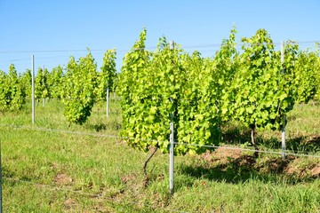 Fototapeta na wymiar Modern vineyard in wine making regions of Europe